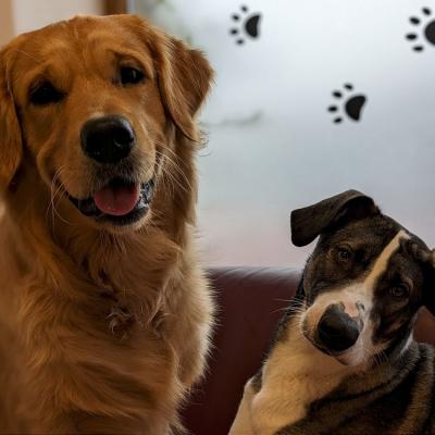 Pxl 20230414 120530293.portrait 1000